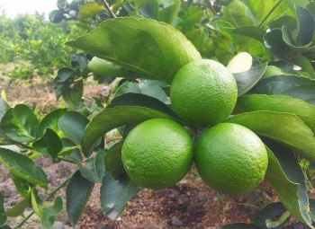 Nông Trang Hải Âu