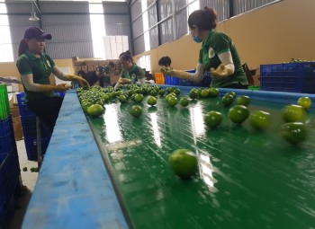 Nhà máy đóng gói