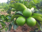 Nông Trang Hải Âu